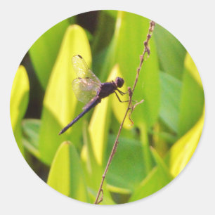 Sticker Rond Dragonfly Blue et noir sur l'herbe.