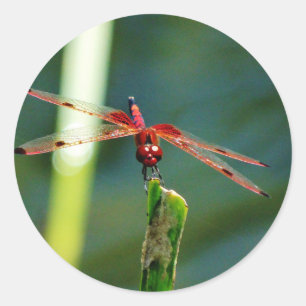 Sticker Rond Dragonfly frontale rouge et noire