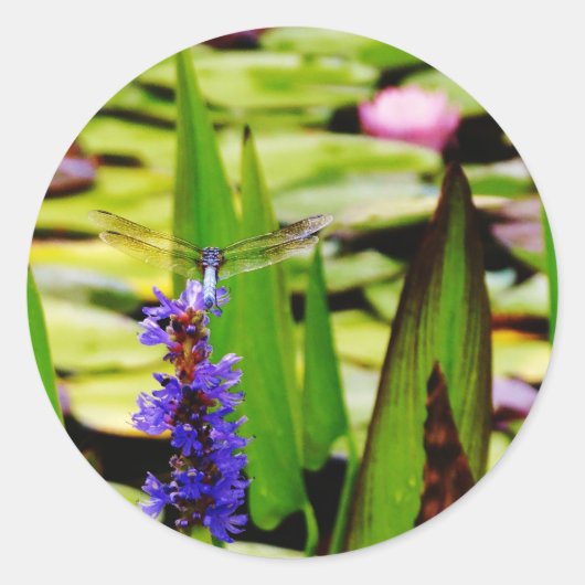 Sticker Rond Dragonfly lotus and purple flower (Devant)