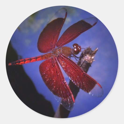 Sticker Rond Dragonfly rouge (Devant)