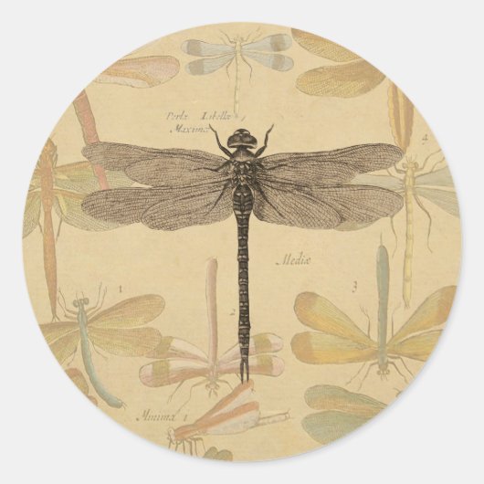 Sticker Rond Dragonfly Vintage Antique Classic Nature (Devant)