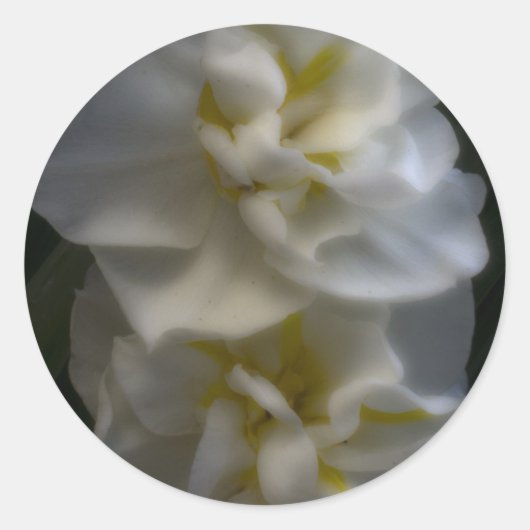 Sticker Rond Dreamy Narcissus Daffodils (Devant)
