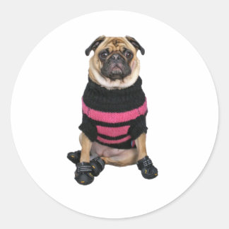 Sticker Rond Drôle chien carlin habillé avec pull et bottes
