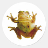 Sticker Rond Drôle Grenouille Froggie Toad 4Fred (Devant)