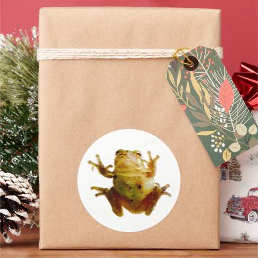 Sticker Rond Drôle Grenouille Froggie Toad 4Fred (vacances)