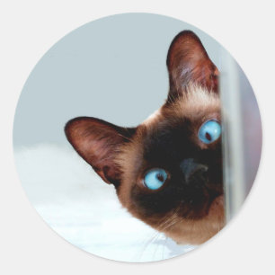 Sticker Rond Drôle Peeking Siamese Chat