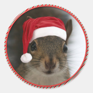 Sticker Rond Drôle Père Noël Squirrel Portant le chapeau du 