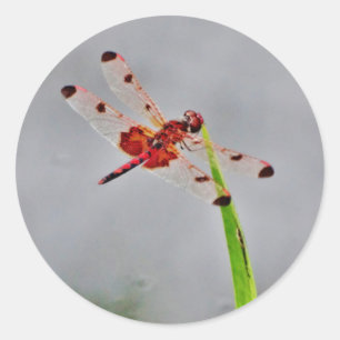 STICKER ROND DSC00029.JPG