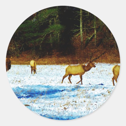 STICKER ROND DSC00131.JPG (Devant)