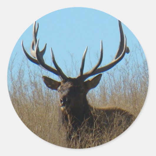 Sticker Rond E26 Bull Elk Laying in the Weeds (Devant)