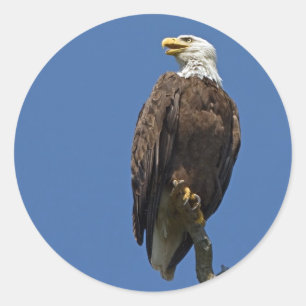 Sticker Rond Eagle chauve 4