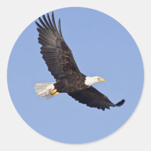Sticker Rond Eagle chauve américain