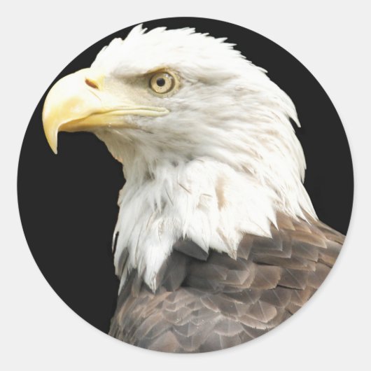Sticker Rond Eagles Stare (Devant)