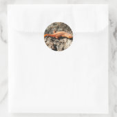Sticker Rond Eastern Newt (Sac)