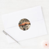 Sticker Rond Eastern Newt (Enveloppe)
