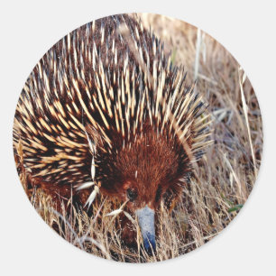 Sticker Rond echidna à court terme en attente de succès d'oppor