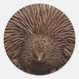 Sticker Rond Echidna australienne sculptée en bois
