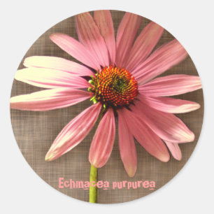 Sticker Rond Échinacée pourpre Echinacea purpurea