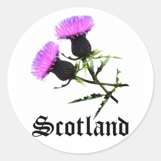 Sticker Rond Ecosse, chardon (Devant)
