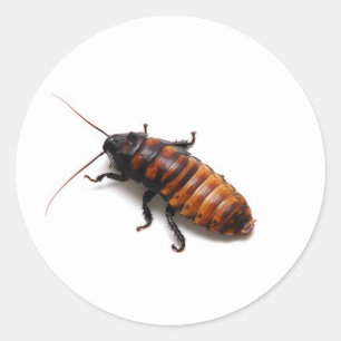 Sticker Rond Écrasez le Hisser