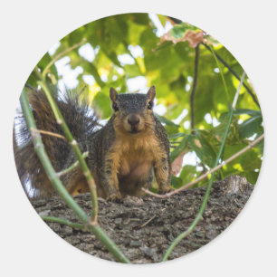 Sticker Rond Écureuil dans l'arbre
