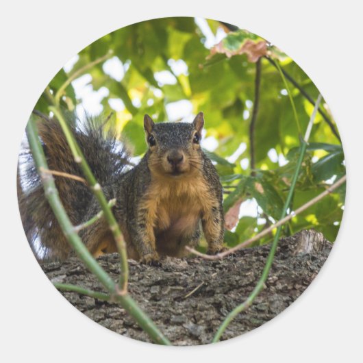 Sticker Rond Écureuil dans l'arbre (Devant)