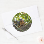 Sticker Rond Écureuil dans l'arbre (Enveloppe)