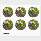 Sticker Rond Écureuil dans l'arbre (Feuille)
