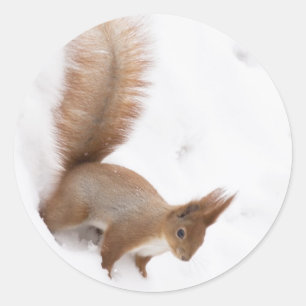 Sticker Rond Écureuil d'hiver