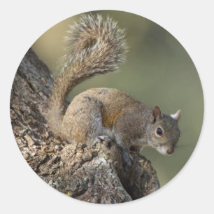 Sticker Rond Écureuil gris de l'Est, ou écureuil gris