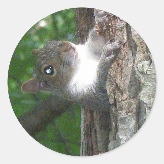 Sticker Rond Écureuil gris (Sciurus carolinensis) (Devant)