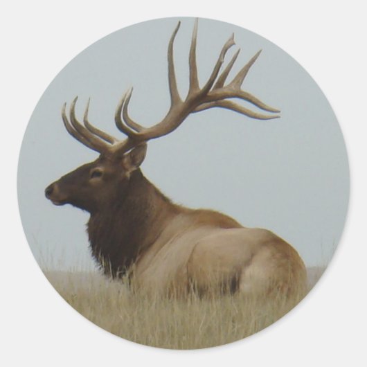 Sticker Rond Élan mâle E15 (Devant)