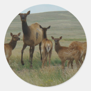 Sticker Rond Élans et veaux de la vache E44