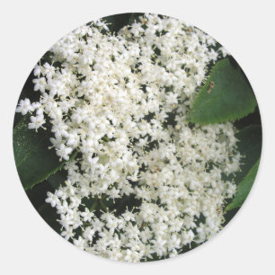 Sticker Rond Elderflower