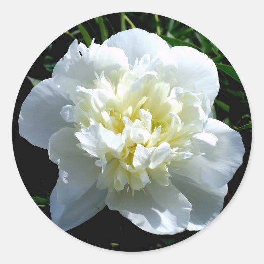 Sticker Rond Elégant blanc peony floral blanc photo (Devant)