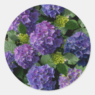 Sticker Rond Elégant bleu violet magenta vert hydrangée florale