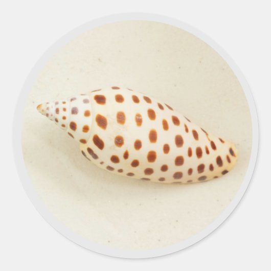 Sticker Rond Elégant Tropical Junonia Florida Beach Shell Photo (Devant)