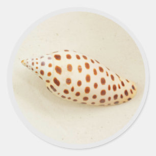 Sticker Rond Elégant Tropical Junonia Florida Beach Shell Photo
