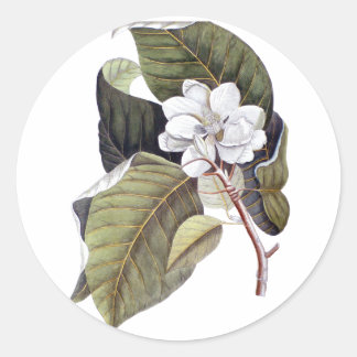Sticker Rond Élégante Fleur de Magnolia Blanc Sud
