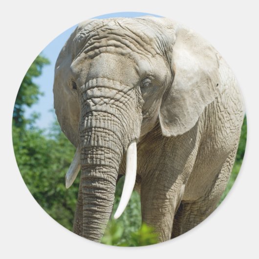 Sticker Rond Eléphant (Devant)