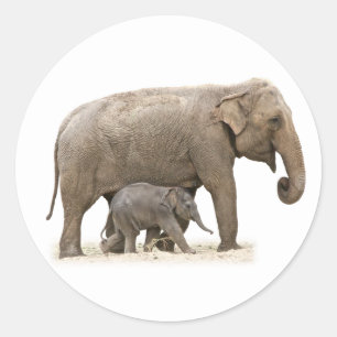 Sticker Rond Eléphant mère et bébé