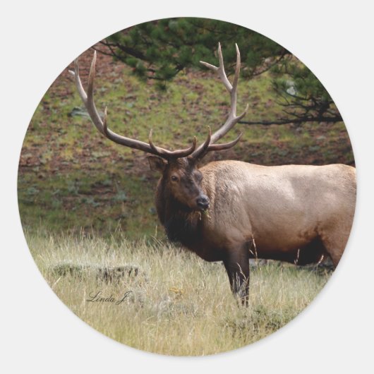 Sticker Rond Elk dans le désert (Devant)