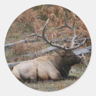 Sticker Rond Elk de montagne Rocky