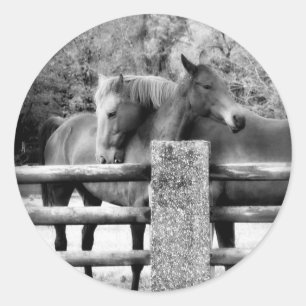 Sticker Rond Embrassage des chevaux - Horse Love Photographie