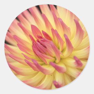 Sticker Rond Empreintes dahlia rose et jaune
