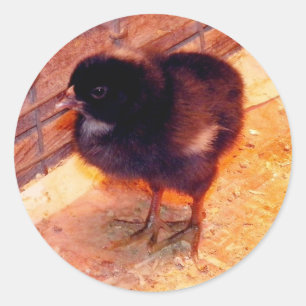 Sticker Rond Enfant nouveau-né (2)