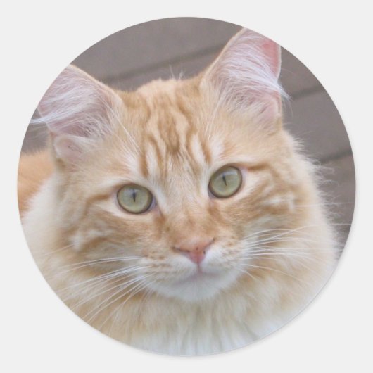 Sticker Rond Ensoleillé (Devant)