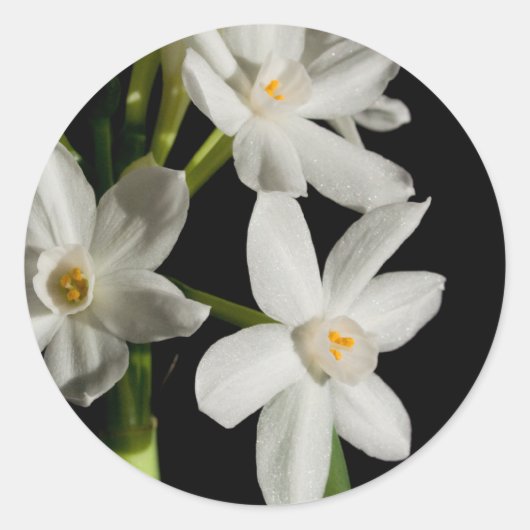 Sticker Rond Épreuve de printemps à fleurs blanches et sticleur (Devant)