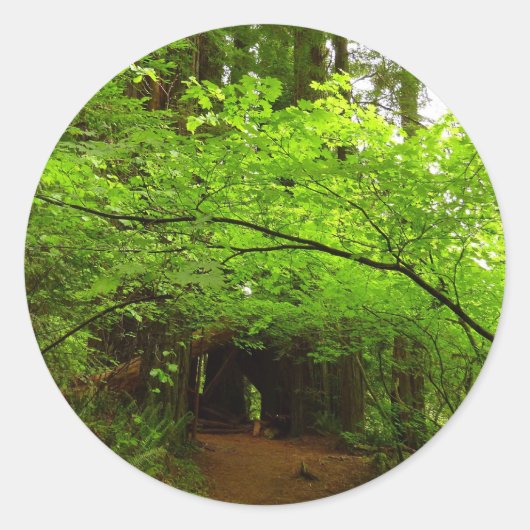 Sticker Rond Érables dans la forêt de séquoias (Devant)