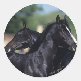 Sticker Rond Éraflure arabe de cheval